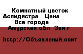 Комнатный цветок Аспидистра › Цена ­ 150 - Все города  »    . Амурская обл.,Зея г.